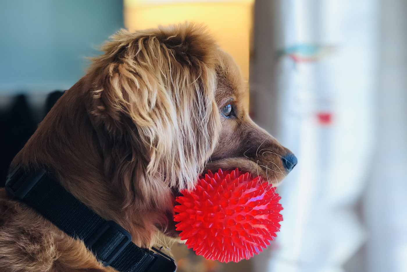 Blueberry Pet Spiky Ball Dog Chew Toy and Treat Dispenser