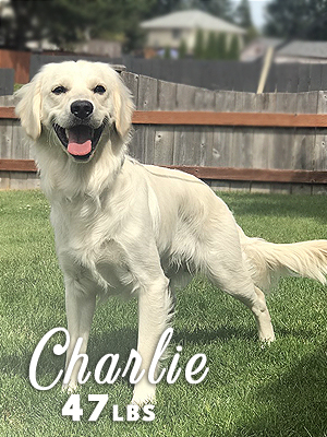 PNW Mini Goldens Rose Charlie