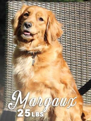 PNW Mini Goldens Margaux