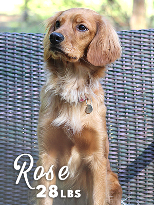 Washington Mini Goldens Rose