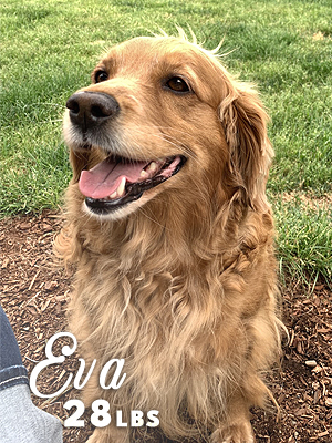 Washington Mini Goldens