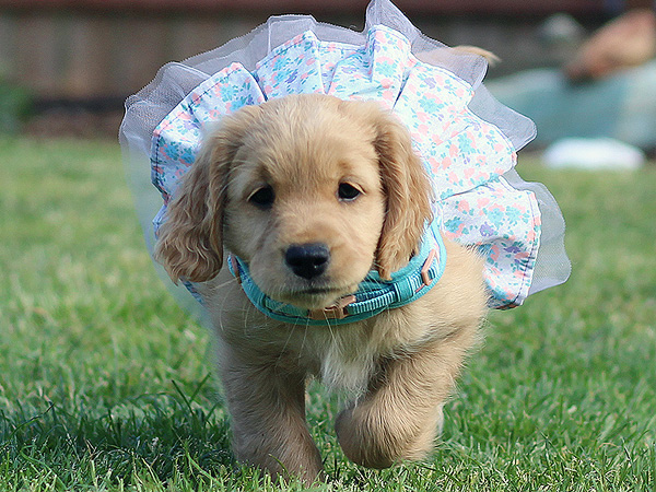 PNW Mini Goldens Wren 8 Weeks Old 