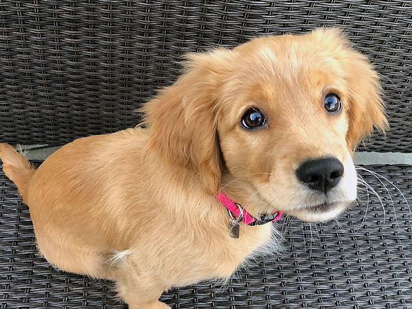 PNW Mini Goldens Margaux 2 Months Old 