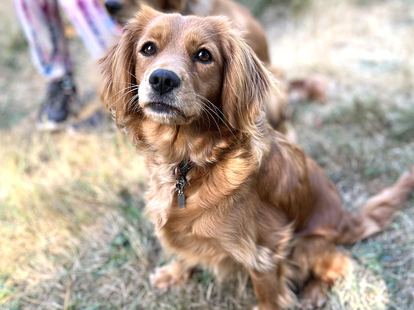 PNW Mini Goldens Sweet Margaux 