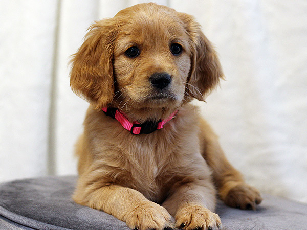 PNW Mini Goldens Margaux 5 weeks 