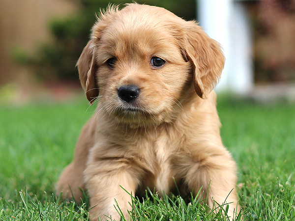 Washington Mini Goldens Margaux 7 Weeks 