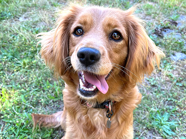 PNW Mini Goldens Margaux Smiling