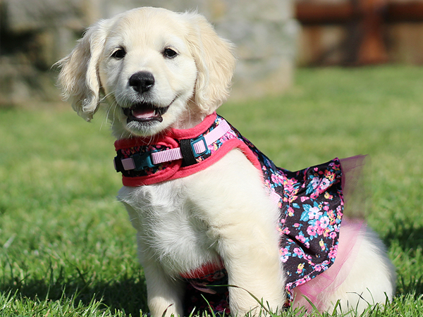 PNW Mini Goldens Phoebe 8 Week