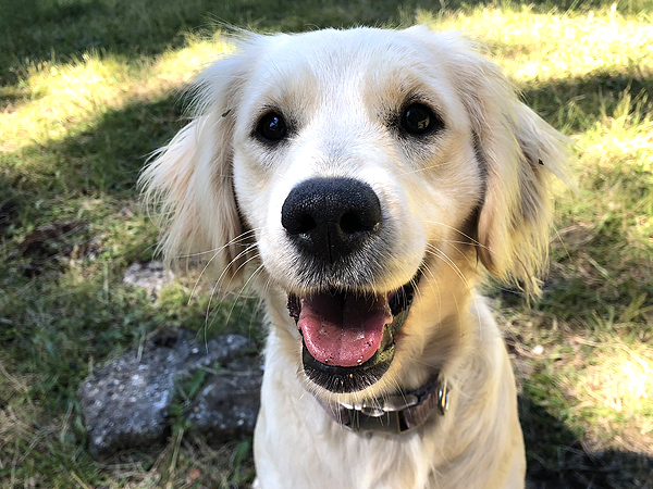 PNW Mini Goldens Happy Phoebe