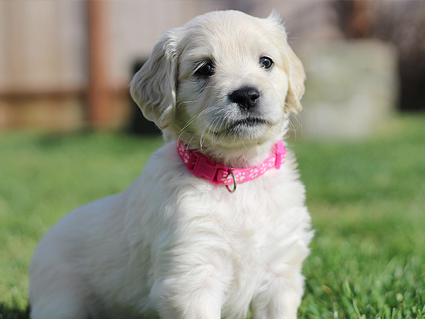 PNW Mini Goldens Phoebe 6 Weeks