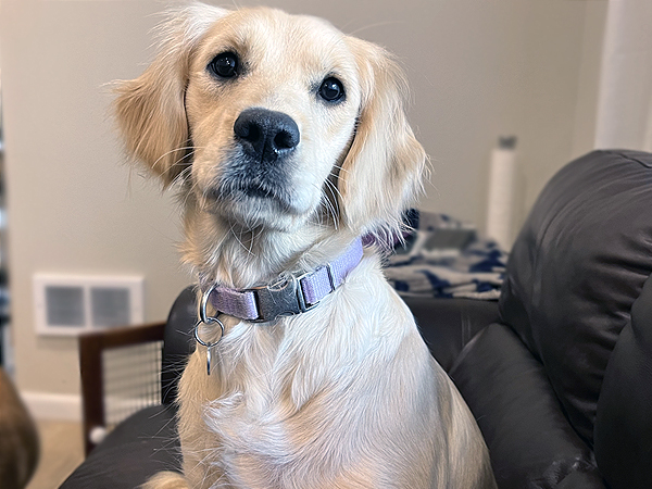 PNW Mini Goldens Phoebe 