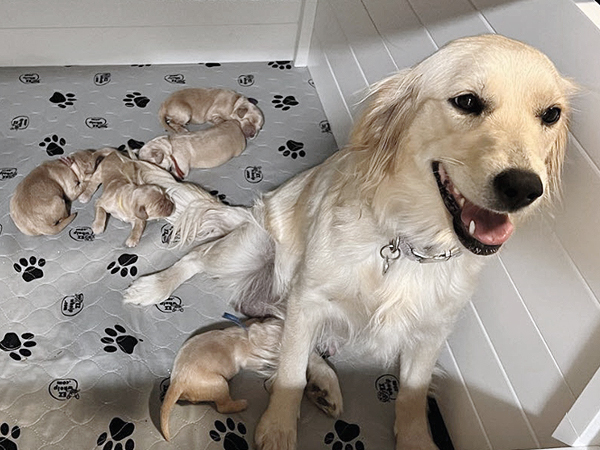 PNW Mini Goldens Phoebe with Puppies