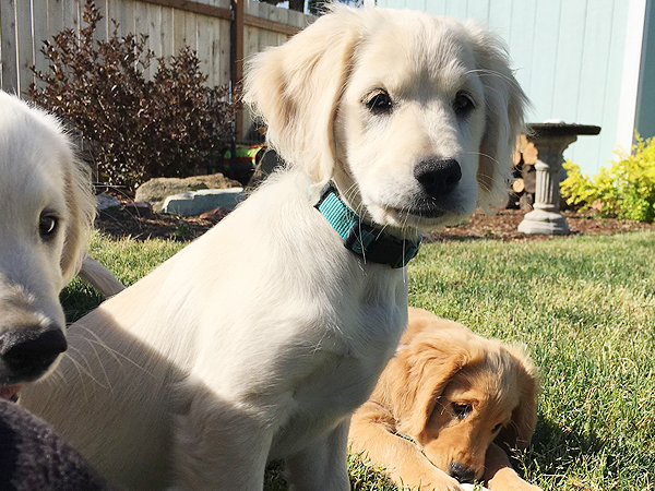 PNW Mini Goldens Phoebe 2 Months