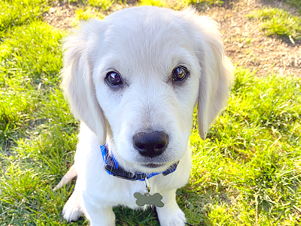 Washington Mini Goldens Cute Charlie Puppy