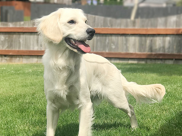 Washington Mini Goldens Handsome Charlie