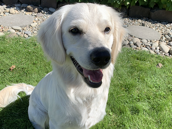 Washington Mini Goldens Charlie Smiling