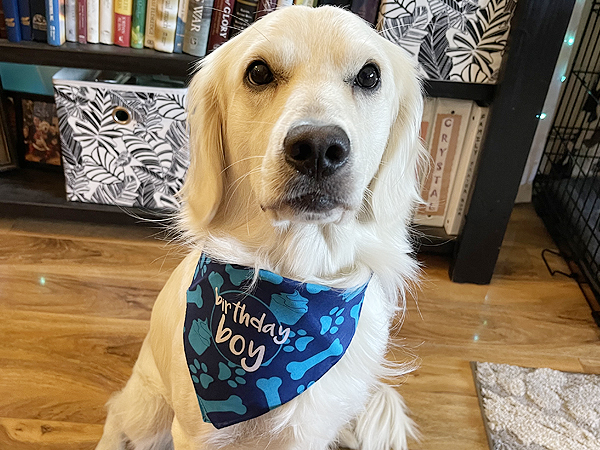 PNW Mini Goldens Birthday boy Charlie