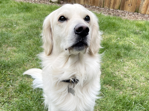 Washington Mini Goldens Charlie