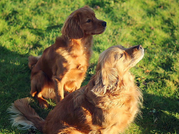 Washington Mini Goldens Eva and Wally