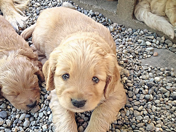 Washington Mini Goldens Cute Eva