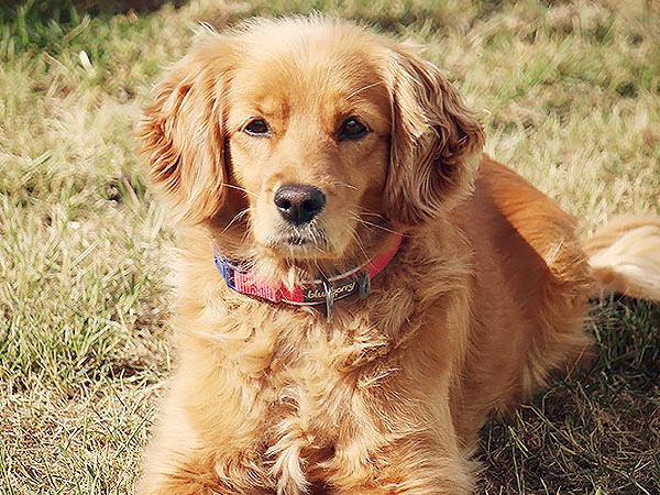 Washington Mini Goldens Eva Puppy