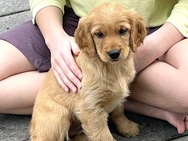 Washington Mini Goldens Rose Puppy