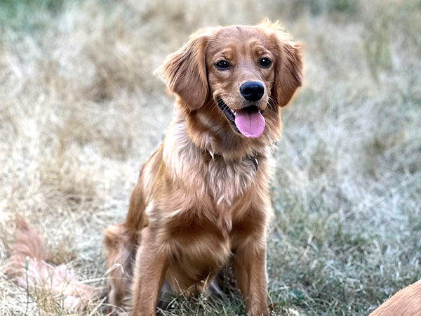 Washington Mini Goldens cutie Rose