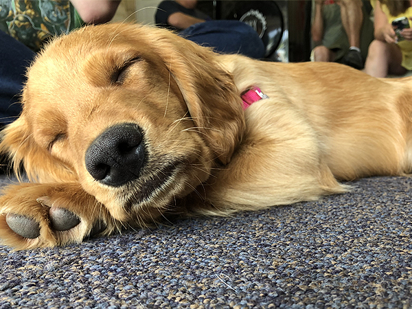 Washington Mini Goldens Rose Sleeping