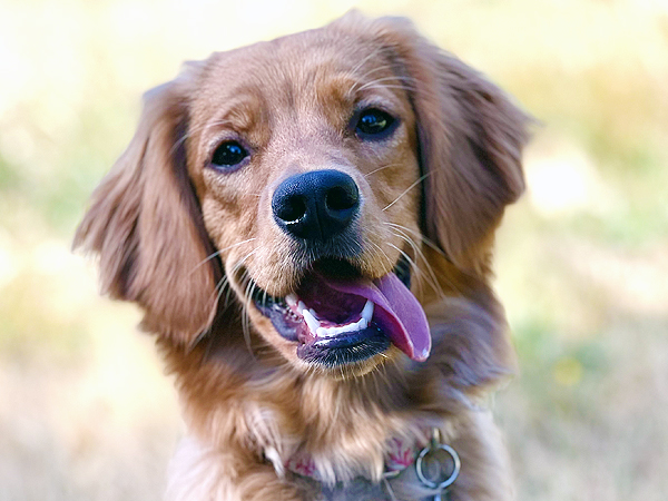 Washington Mini Goldens Rose Smiling