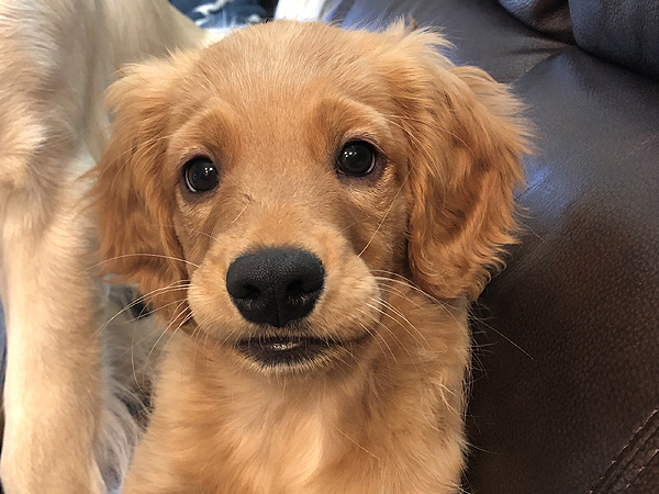 PNW Mini Goldens Rose