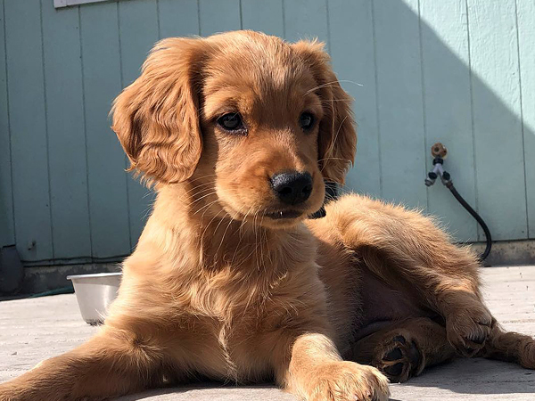 Mini golden deals retriever oregon