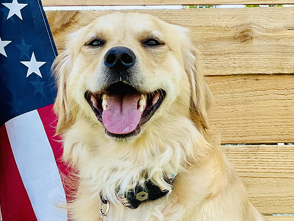 PNW Mini Goldens Sunny 4th of July