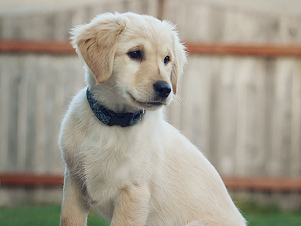 PNW Mini Goldens Sunny Puppy