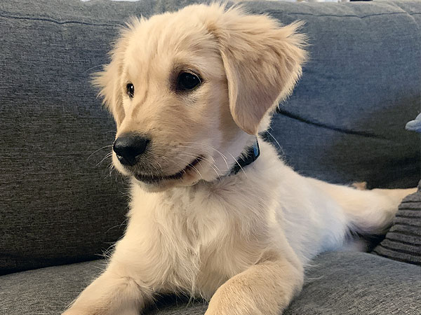 PNW Mini Goldens Sunny Puppy