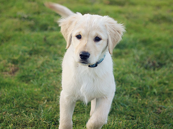 PNW Mini Goldens Sunny Puppy