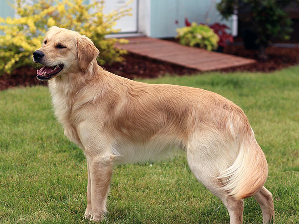 Golden retriever store breeders pacific northwest