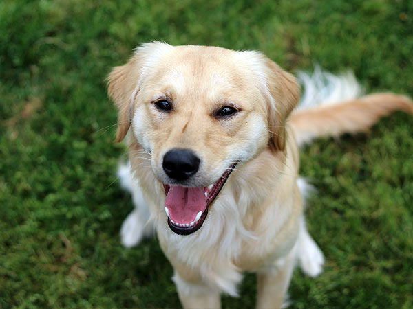 PNW Mini Goldens Sunny Smiling