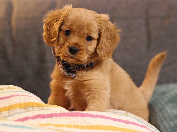 PNW Mini Goldens WallyCute Wally