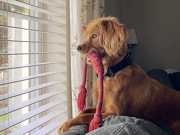 Washington Mini Goldens Young Wally