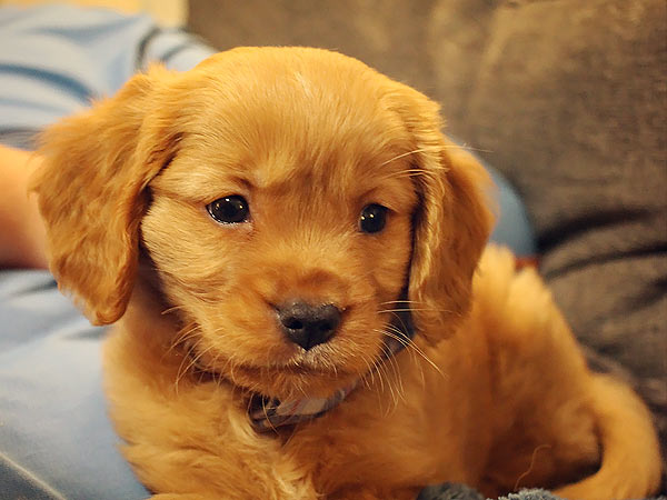 Washington Mini Goldens Eva Puppy