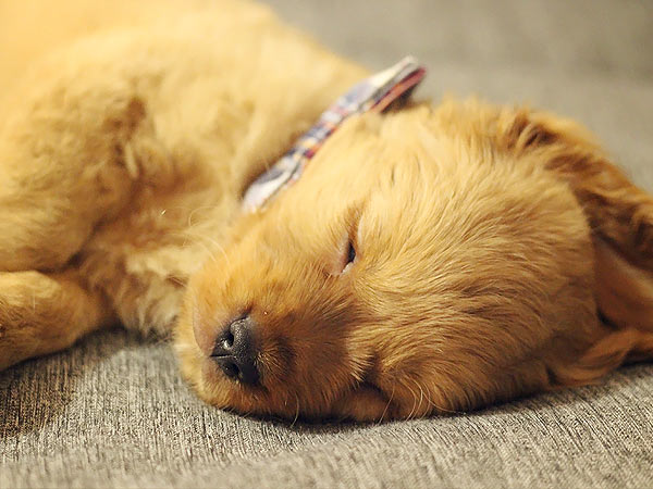 PNW Mini Goldens Wally puppy