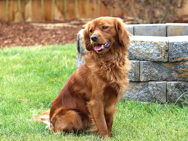 Miniature red golden store retriever