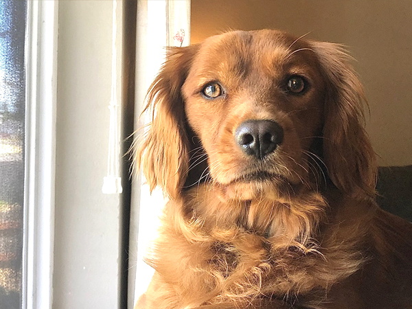 PNW Mini Goldens Wally 3 Months