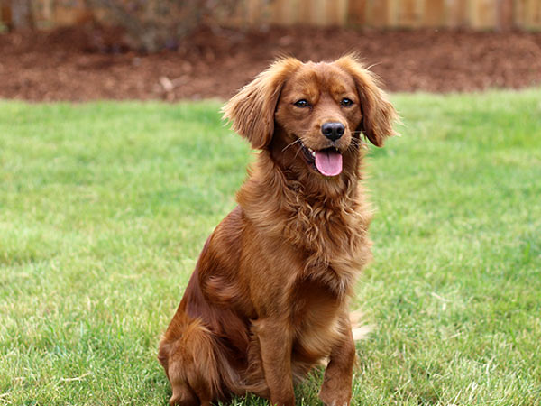 Washington Mini Goldens