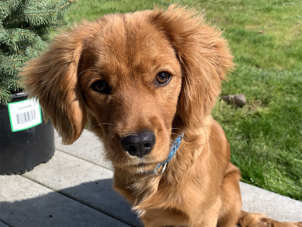 PNW Mini Goldens Wally Sleeping