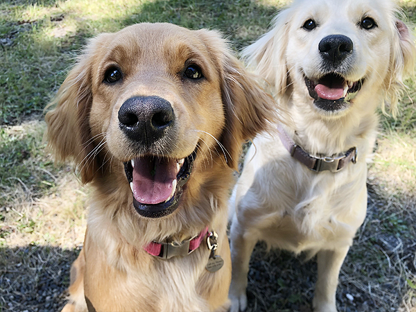 PNW Mini Goldens Wren with Phoebe 