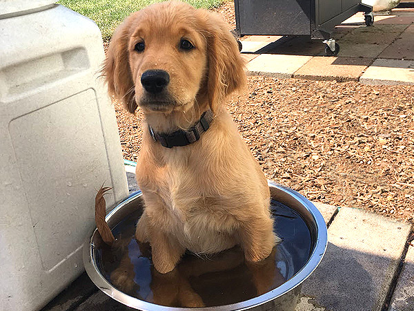 Washington Mini Goldens Wren in Water Dish