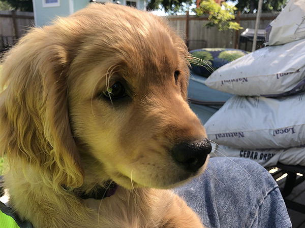 PNW Mini Goldens Wren 4 Months Old 