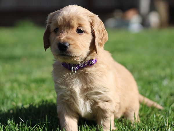 Washington Mini Goldens Wren 5 Weeks Old 