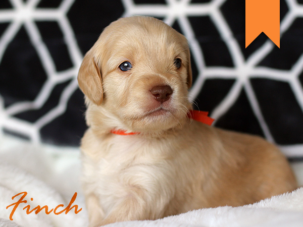 Washington Mini Goldens Finch Puppy